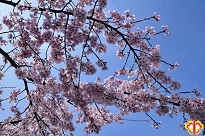 桜　さくら　サクラ 京都