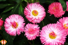 植物写真　フォトグラファー