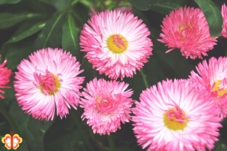 植物写真　フォトグラファー