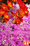 植物写真　フォトグラファー