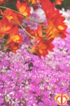 植物写真　フォトグラファー