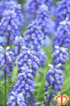 植物写真　フォトグラファー